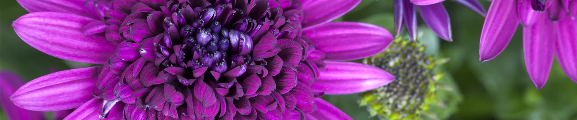 Osteospermum ecklonis Osteospermum ecklonis