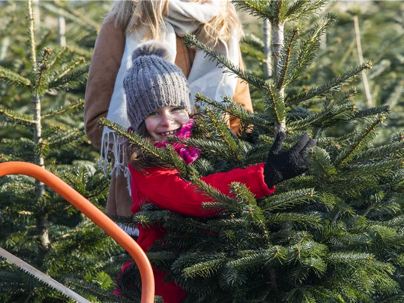 Aktion: Weihnachtsbaum selbst schlagen Aktion: Weihnachtsbaum selbst schlagen