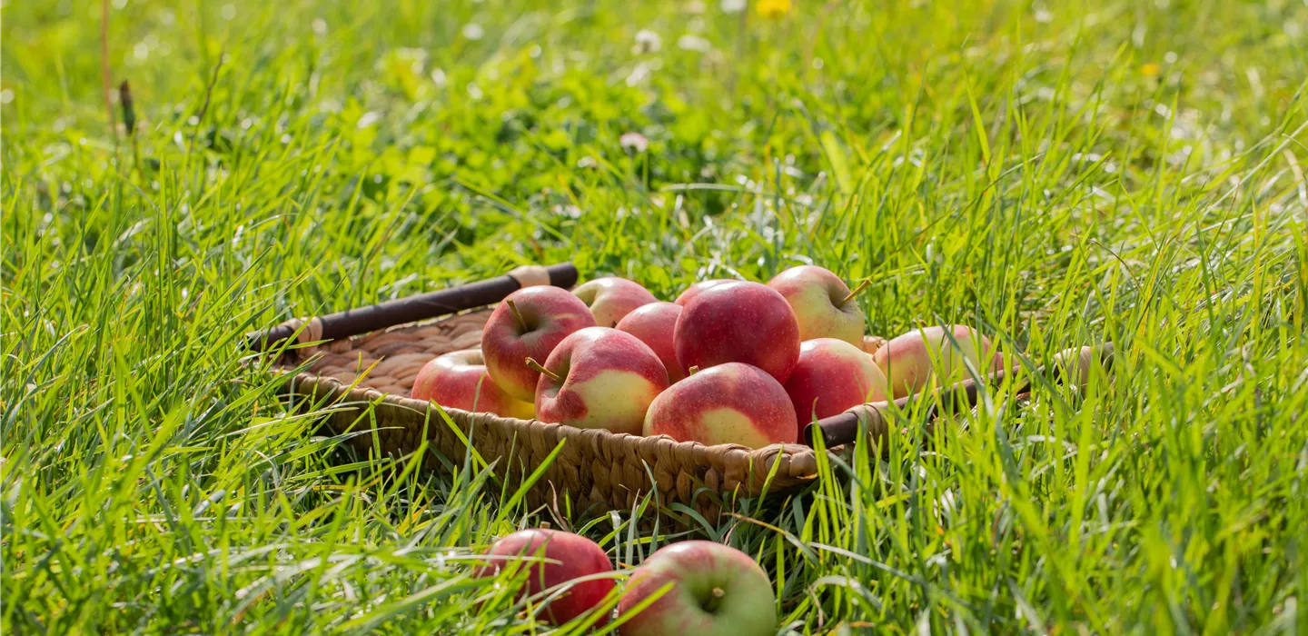 Äpfel im Korb (GS613520.jpg)