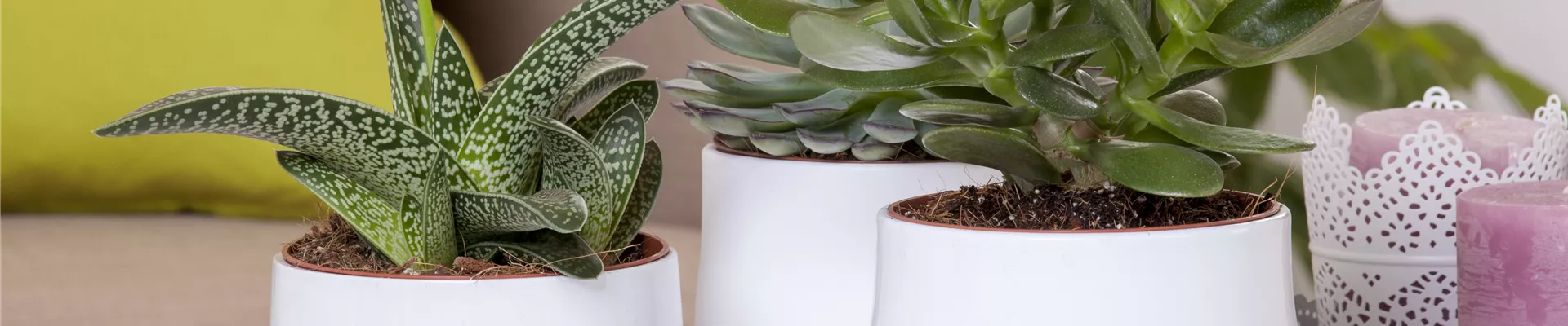 Aloe variegata 'Magic' Aloe variegata 'Magic'