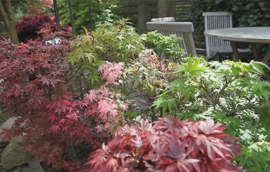 Gartengestaltung - Japanischer Ahorn Gartengestaltung - Japanischer Ahorn