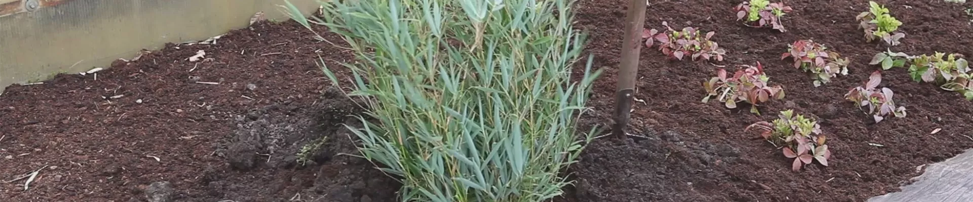 Fargesia - Einpflanzen im Garten (thumbnail)