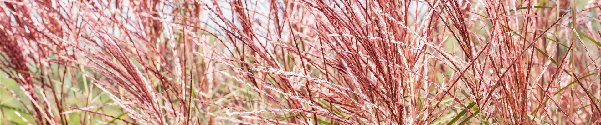 Miscanthus sinensis Miscanthus sinensis