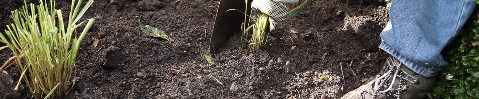 Gräser - Vermehren im Frühling (thumbnail) Gräser - Vermehren im Frühling (thumbnail)