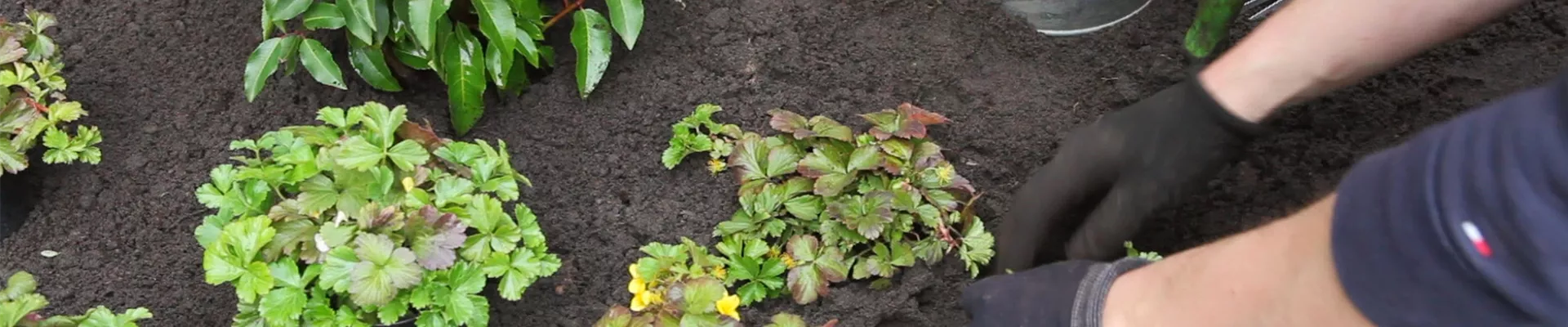 Goldbeere - Einpflanzen im Garten (thumbnail)