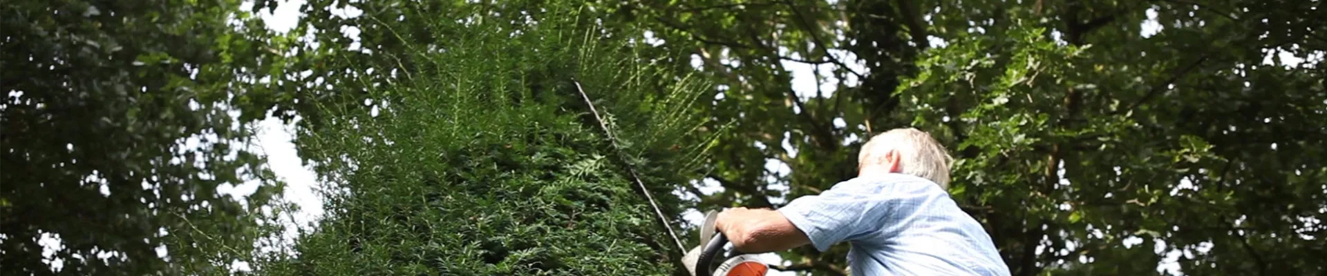 Eibe - Zurückschneiden mit der Heckenschere (thumbnail) Eibe - Zurückschneiden mit der Heckenschere (thumbnail)