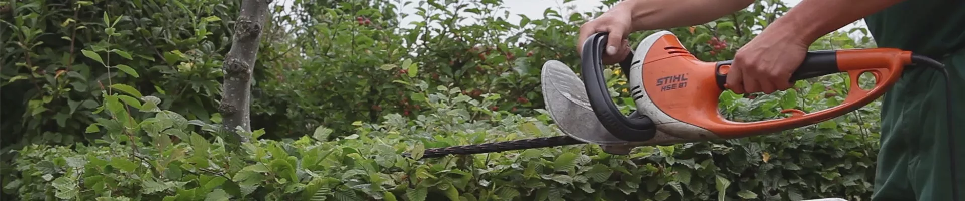 Hainbuche - Heckenförmig zurückschneiden (thumbnail)