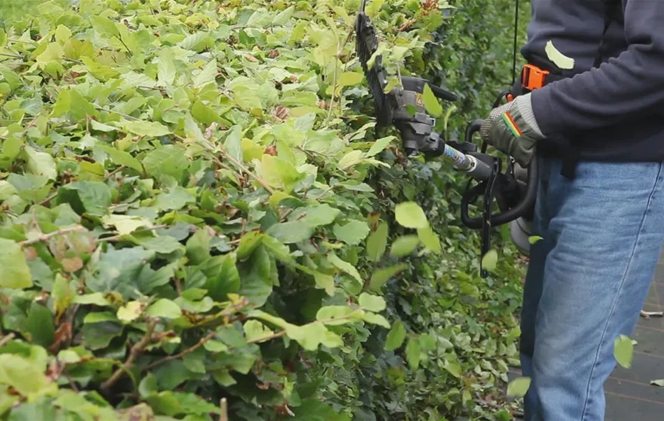 Hecke - Zurückschneiden(thumbnail)