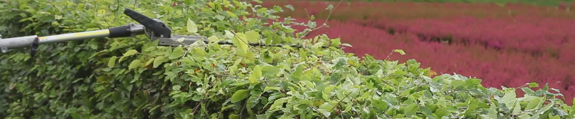 Rotbuche - Heckenförmig Zurückschneiden (thumbnail)