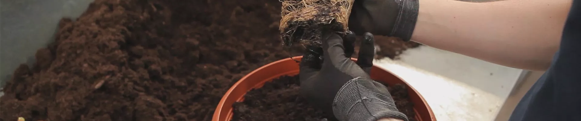 Geranien - Einpflanzen in ein Gefäß (thumbnail) Geranien - Einpflanzen in ein Gefäß (thumbnail)