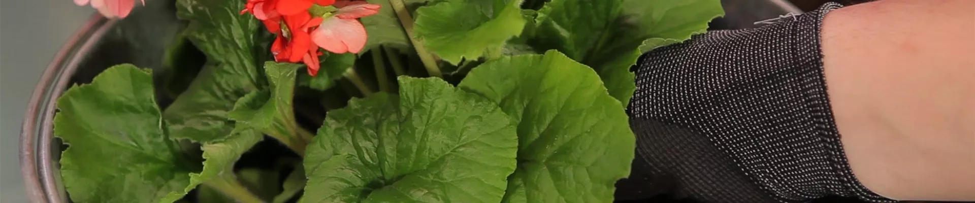 Becher-Primeln - Einpflanzen in ein Gefäß (thumbnail)