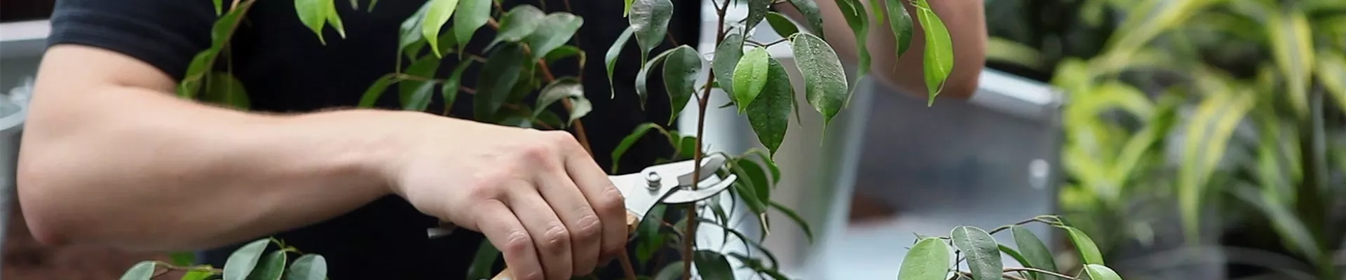 Birkenfeige - Zurückschneiden und Pflegen (thumbnail) Birkenfeige - Zurückschneiden und Pflegen (thumbnail)