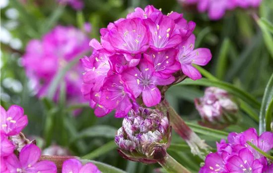 Armeria maritima Armeria maritima