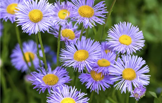 Aster dumosus Aster dumosus