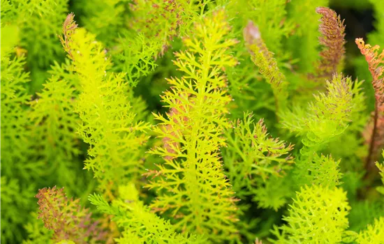 Achillea millefolium Achillea millefolium