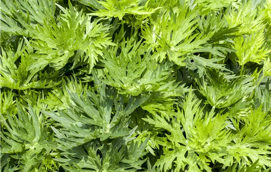 Aconitum napellus Aconitum napellus