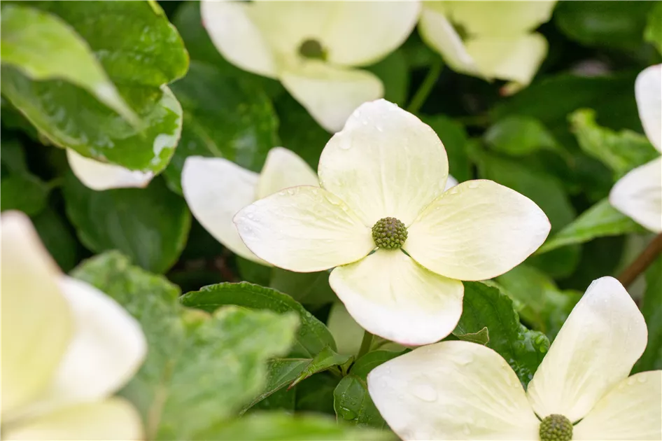 Cornus kousa 'Venus'
