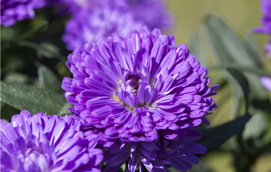 Aster 'Victoria'® Aster 'Victoria'®