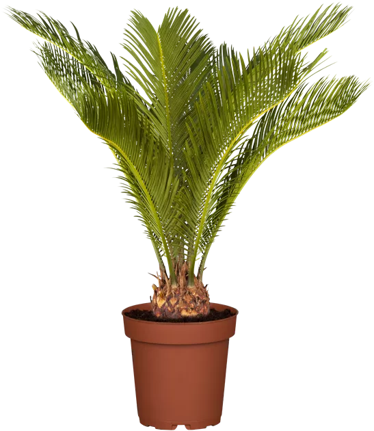 Cycas revoluta