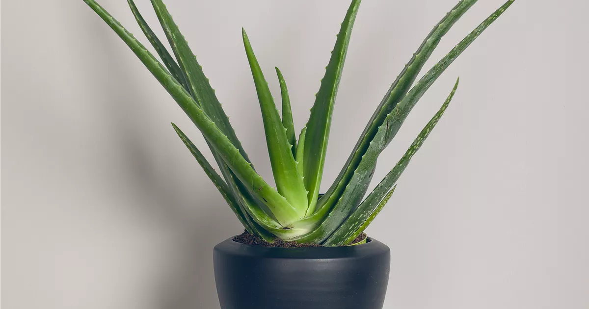 agave terrarium 6.5” Mini Agave Succulent Artificial Arrangement in Glass Vase main image 1