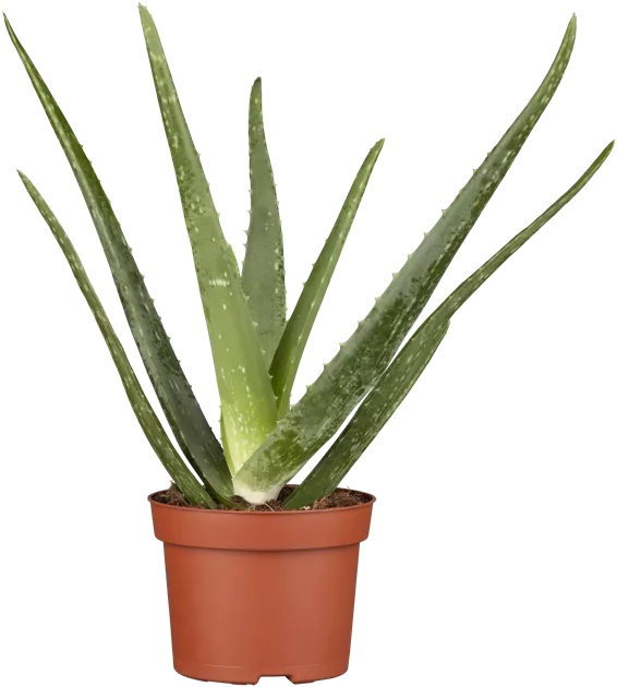 vorteile aloe vera trinken Bio Aloe Vera Saft – Natürlicher Vital-Drink für Dich
