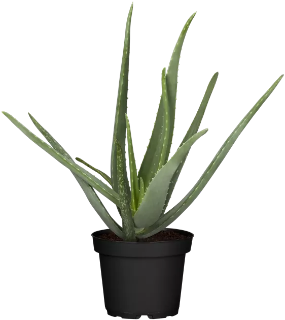 aloe aroma White Tea & Aloe Fragrance AP061