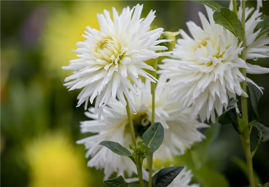 Dahlia Cactus
