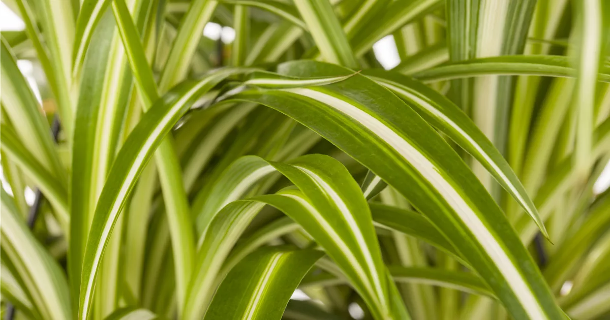 Chlorophytum comosum
