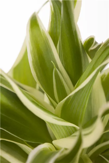 Chlorophytum comosum