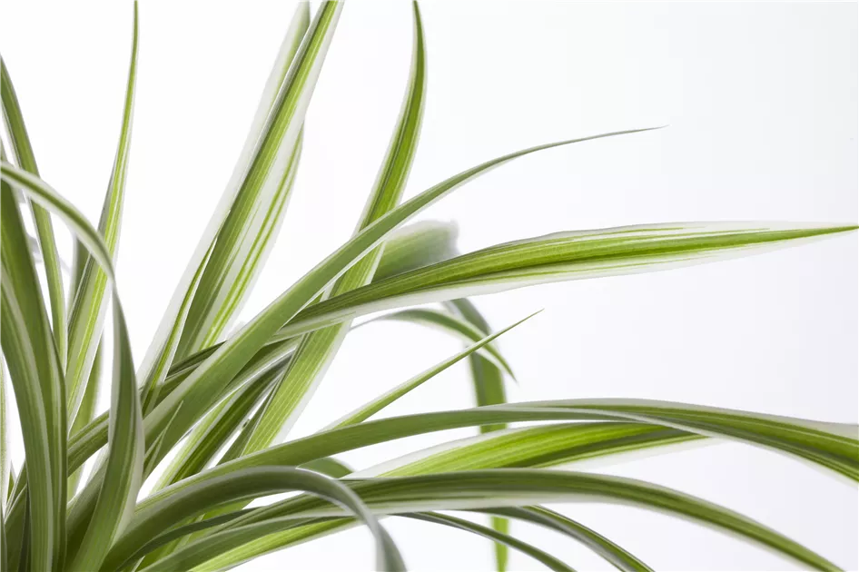 Chlorophytum comosum