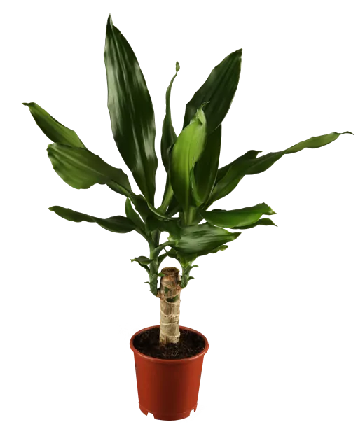 fargesia demissa Green River 50 Fargesia Bamboo Seeds