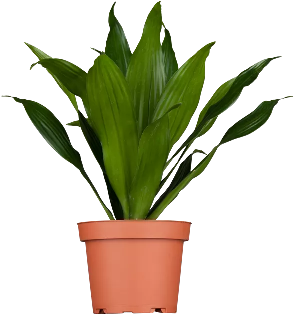 Dracaena fragrans