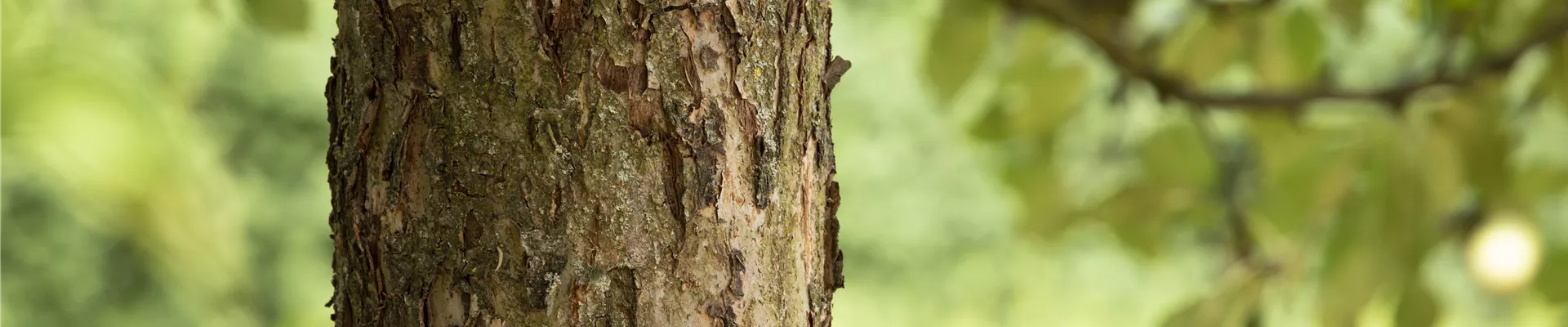 Baumrinde  Baumrinde