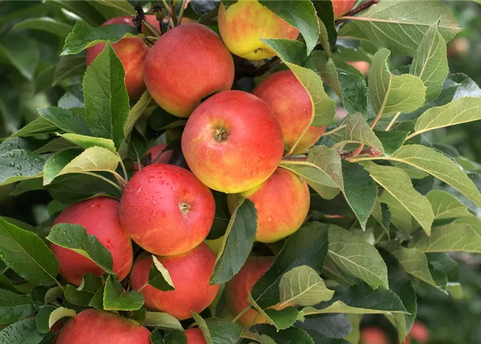 Obstgehölze Obstgehölze