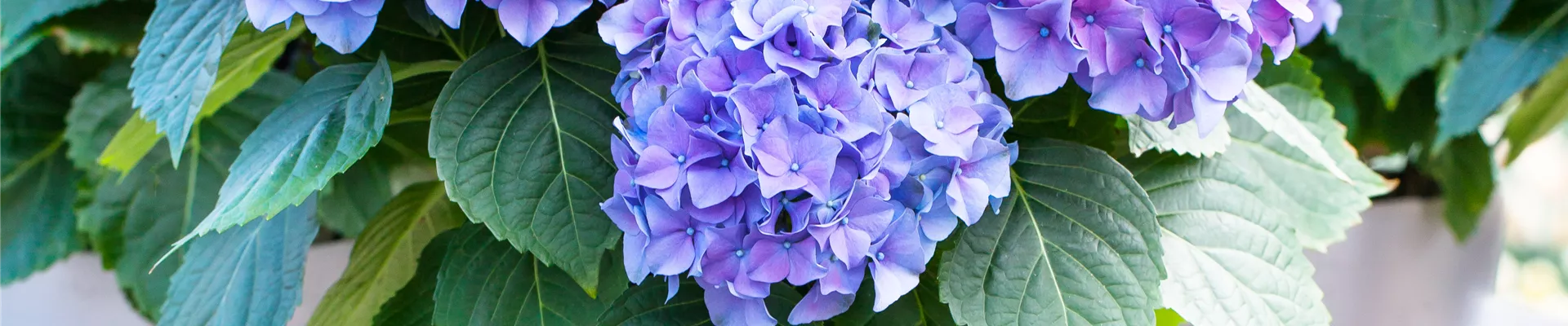 Hydrangea macrophylla 'Renate Steiniger' Hydrangea macrophylla 'Renate Steiniger'