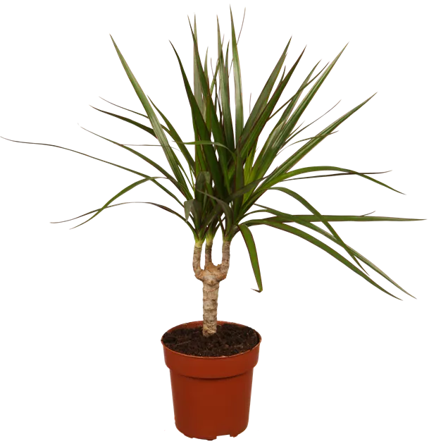 Dracaena marginata