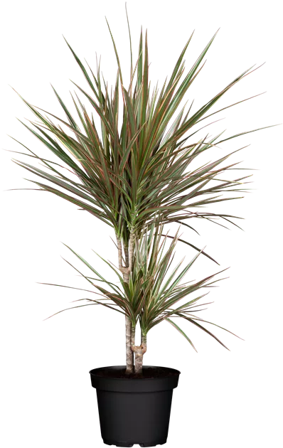 Dracaena marginata