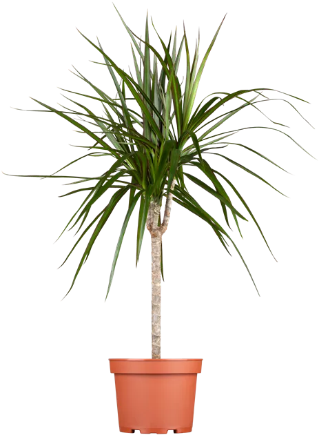 Dracaena marginata