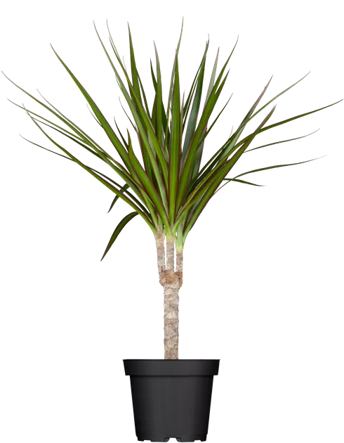 dracena seeds Dragon Tree seeds | Dracaena Draco | 10+ seeds main image 0
