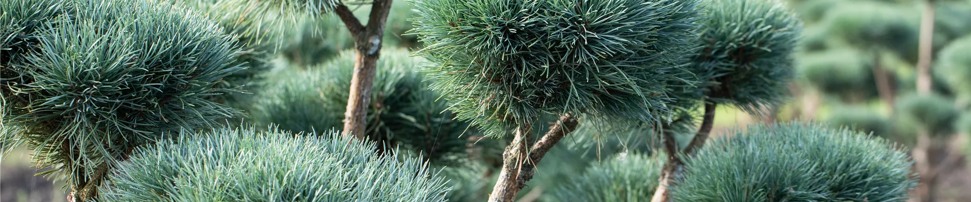 Pinus sylvestris 'Watereri', Pompon Pinus sylvestris 'Watereri', Pompon