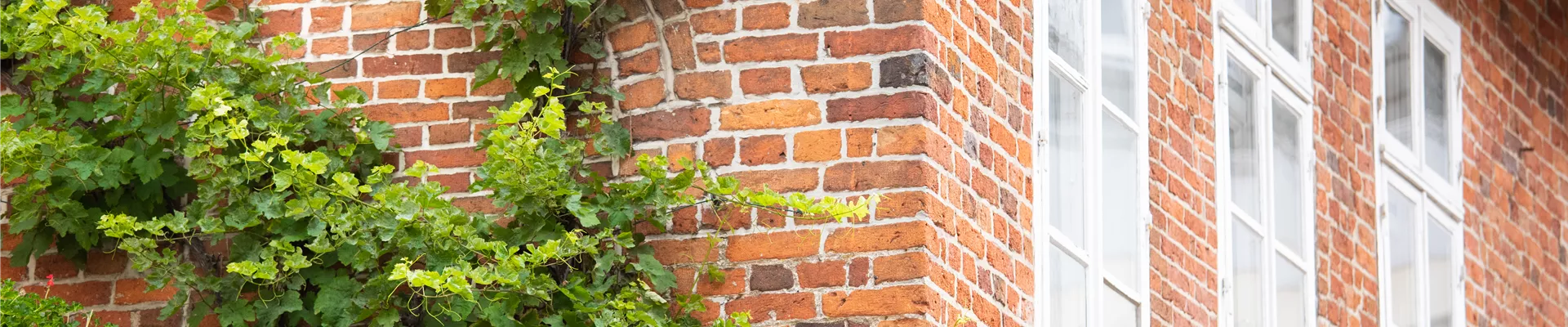 Zierwein am Gebäude