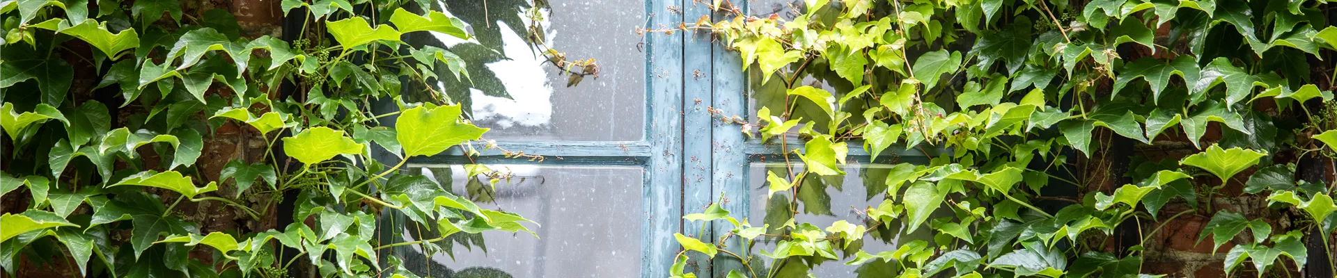 Zierwein am Gebäude Zierwein am Gebäude