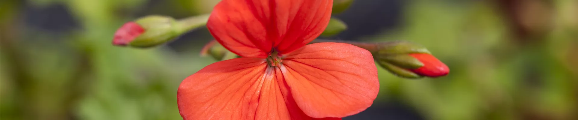 Pelargonium zonale Pelargonium zonale