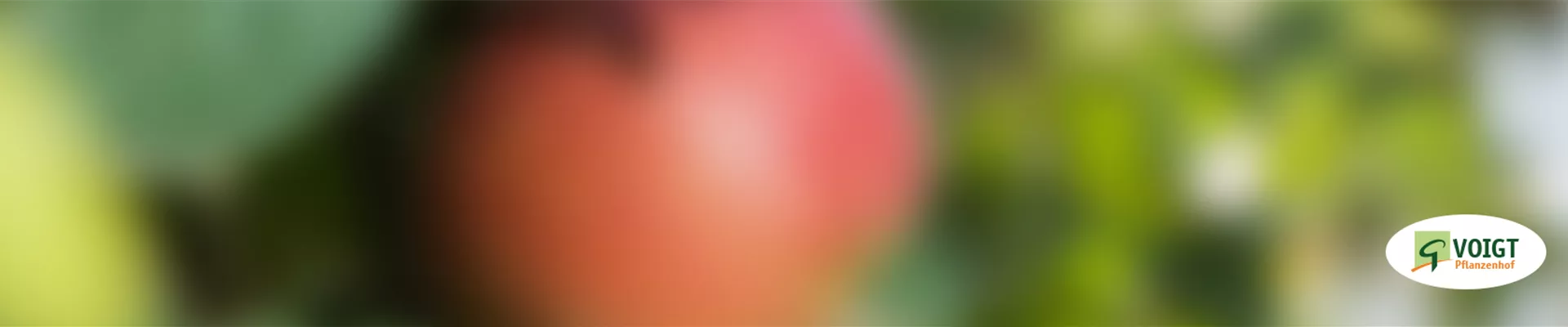 Bildfolgt-Titelbild_Voigt Bildfolgt-Titelbild_Voigt