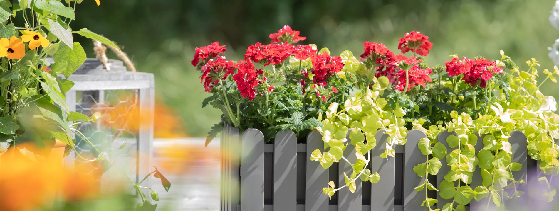 Aktionswoche: Gratis Balkonkasten bepflanzen bis 17.4.