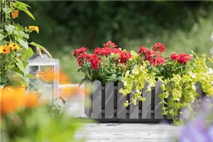 Aktionswoche: Gratis Balkonkasten bepflanzen bis 17.4.