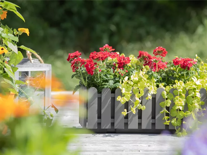 Aktionswoche: Gratis Balkonkasten bepflanzen bis 17.4.