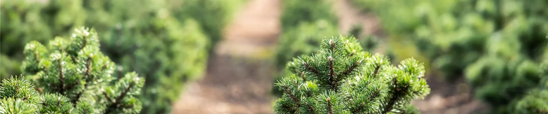 Koniferenquatier in der Baumschule Koniferenquatier in der Baumschule