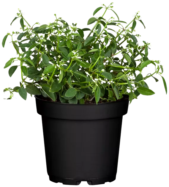 Euphorbia hypericifolia