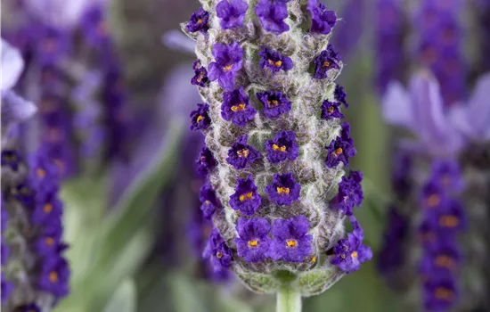 Lavandula stoechas Lavandula stoechas
